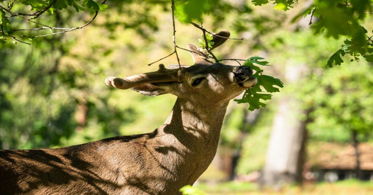 Deer eating from a tree